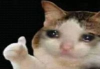 TestKatze